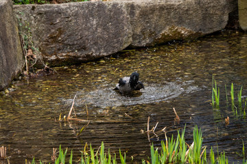 Krähe beim waschen