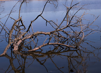 Sunken tree
