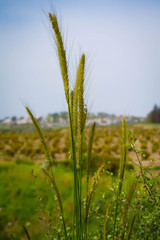 The barley plant flaps in the wind.