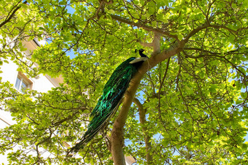 Male peacock sitting on the massive branch of the old tree in spring garden