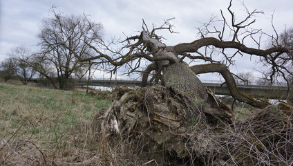 Spaziergang Entlang Donau alter Wald umwelt verschmutzung