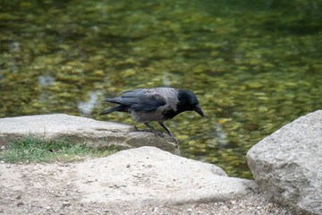 Krähe am Wasser