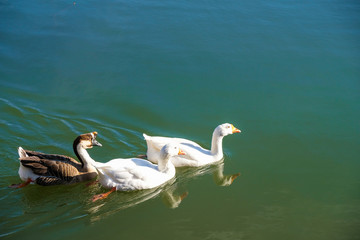 Grey Chinese goose or Swan goose and two White goose on the water in the park Avignon France in winter.