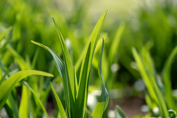 Obraz premium Frühlingsblumen mit Insekten und Biene
