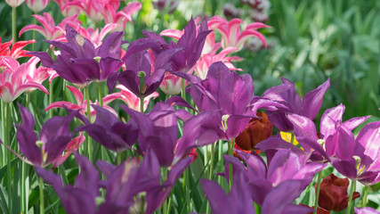 Insel Mainau im Frühling: buntes Tulpenfeld - pink