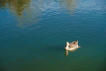 Greylag Goose on the water in the park of Avignon France in winter.