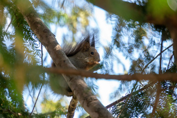 Eichhörnchen am Baum