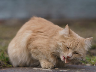 Red cat eating sausage on the street