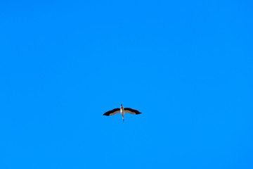 A white stork into the flight