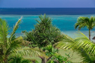 Fototapeta na wymiar サンゴ礁の海を見渡す丘