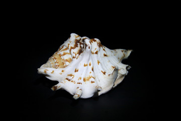 Sea shells are white with shades of brown