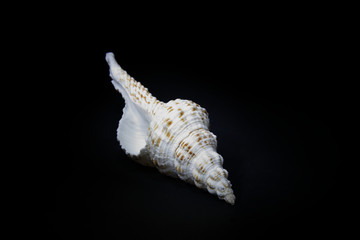 Sea shells are white with shades of brown