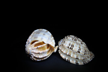 Sea shells are white with shades of brown