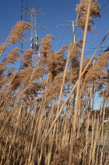 Fototapeta premium WILD PAMPAS GRASS AND POWER LINES IN WOODBRIDGE NJ