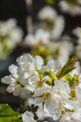 White flowers and sprouts of fruit tree