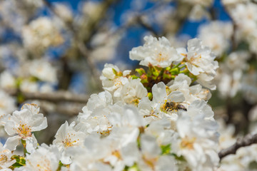 White flowers of fruit tree and a bee