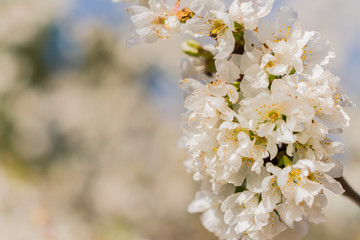White flowers of fruit tree