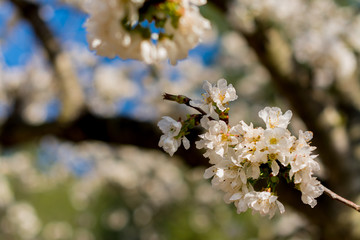 White flowers of fruit tree