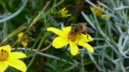 LD Belle Isle en Terre P1000478