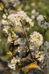 White flowers of fruit tree on a branch