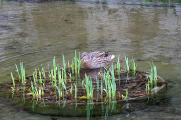 Enten im Wasser
