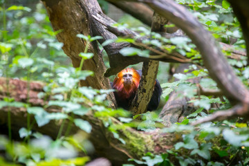 Singe au zoo de Calviac