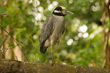 Yellow crowned night heron
