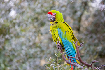 Perroquet à la Palmyre