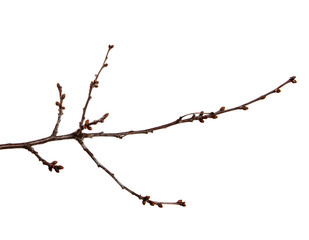 Fototapeta na wymiar Cherry fruit tree branch with buds on an isolated white background.
