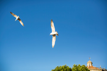 Couple of seagulls in the sky above the seaside city. Porto - Portugal.