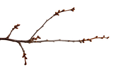 Cherry fruit tree branch with buds on an isolated white background.