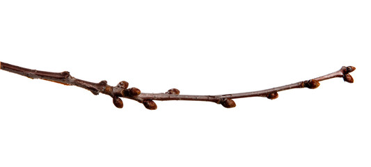 Cherry fruit tree branch with buds on an isolated white background.