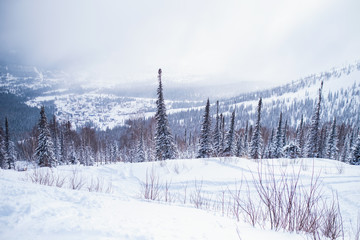 Mountain landscape, Christmas trees under snow in Mountain Shoria-Siberia, Russia..