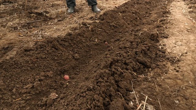Mature woman is farmer in red jacket preparing land and planting pink potatoes. Girl breaks ground with rake and pitchfork for digging. Preparing soil in early spring for good harvest.