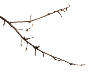 Apricot fruit tree branch with buds on an isolated white background.