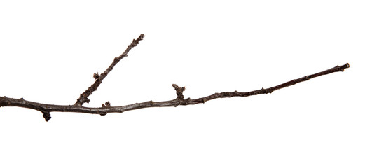 Apricot fruit tree branch with buds on an isolated white background.