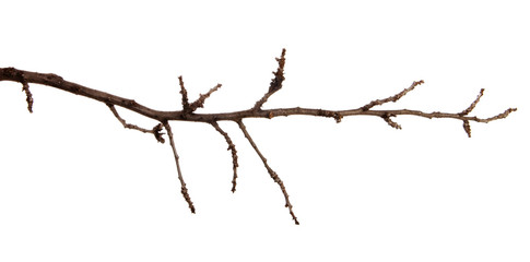 Apricot fruit tree branch with buds on an isolated white background.