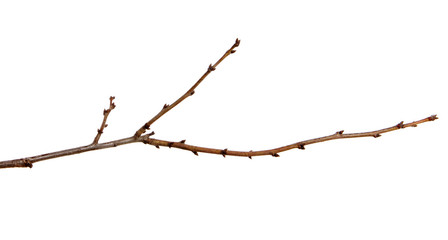 Apricot fruit tree branch with buds on an isolated white background.