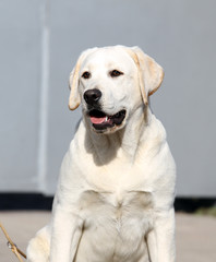 yellow labrador in the park