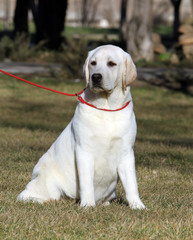 the sweet yellow labrador in the park