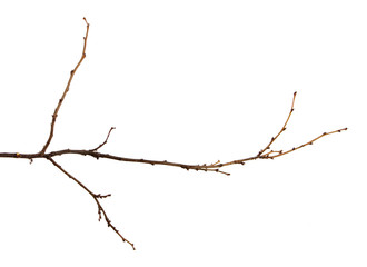 Branch of a fruit tree with buds on an isolated white background.