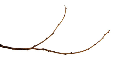 Branch of a fruit tree with buds on an isolated white background.