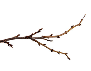 Branch of a fruit tree with buds on an isolated white background.
