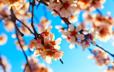 Cherry Blossom trees, Nature and Spring time background. 
