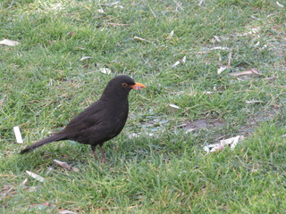 PÁJARO SOBRE EL CÉSPED, ave, paloma, naturaleza, animal, negro, mirlo, fauna, césped,