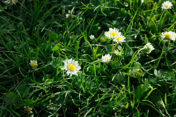 small daisies in the grass