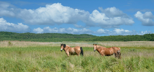 Idylle am Achterwasser auf der Insel Usedom,Ostsee,Mecklenburg-Vorpommern,Deutschland