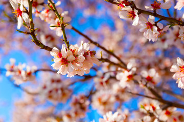 Cherry Blossom trees, Nature and Spring time background. 