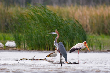 Pelican in Chamo lake