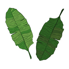 Banana leaf vector isolated on white background.